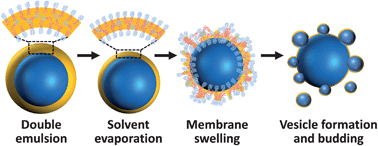 Graphical abstract: Vesicle budding from polymersomes templated by microfluidically prepared double emulsions