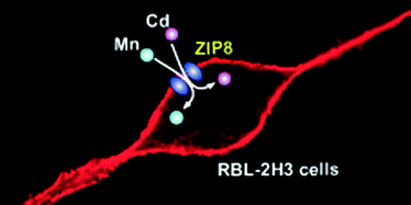 Graphical abstract: Suppression of ZIP8 expression is a common feature of cadmium-resistant and manganese-resistant RBL-2H3 cells