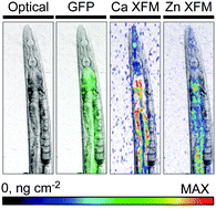 Graphical abstract: Direct in vivo imaging of essential bioinorganics in Caenorhabditis elegans