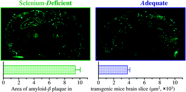 Graphical abstract: Elevated amyloid-β plaque deposition in dietary selenium-deficient Tg2576 transgenic mice