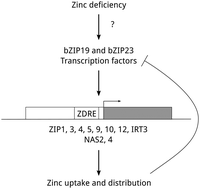 Graphical abstract: Model of how plants sense zinc deficiency