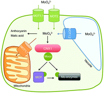 Graphical abstract: Molybdenum metabolism in plants