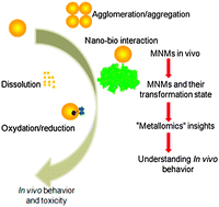 Graphical abstract: Metallomics insights for in vivo studies of metal based nanomaterials