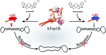 Graphical abstract: Effect of oxindolimine copper(ii) and zinc(ii) complexes on human topoisomerase I activity
