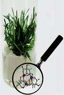 Graphical abstract: Identification of the tri-Al tricitrate complex in Plantago almogravensis by hydrophilic interaction LC with parallel ICP-MS and electrospray Orbitrap MS/MS detection