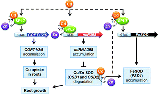 Graphical abstract: The CTR/COPT-dependent copper uptake and SPL7-dependent copper deficiency responses are required for basal cadmium tolerance in A. thaliana