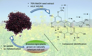 Graphical abstract: Comprehensive speciation of low-molecular weight selenium metabolites in mustard seeds using HPLC – electrospray linear trap/orbitrap tandem mass spectrometry