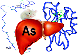 Graphical abstract: Analysis of the biological response of mouse liver (Mus musculus) exposed to As2O3 based on integrated -omics approaches