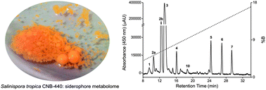 Graphical abstract: The variable hydroxamic acid siderophore metabolome of the marine actinomycete Salinispora tropica CNB-440