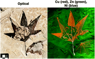 Graphical abstract: Leaf metallome preserved over 50 million years