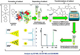 Graphical abstract: Metallomics for drug development: a further insight into intracellular activation chemistry of a ruthenium(iii)-based anticancer drug gained using a multidimensional analytical approach