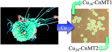 Graphical abstract: Full characterization of the Cu-, Zn-, and Cd-binding properties of CnMT1 and CnMT2, two metallothioneins of the pathogenic fungus Cryptococcus neoformans acting as virulence factors