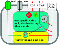 Graphical abstract: Deletion of the zupT gene for a zinc importer influences zinc pools in Cupriavidus metallidurans CH34