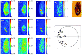 Graphical abstract: Determination of elemental distribution in green micro-algae using synchrotron radiation nano X-ray fluorescence (SR-nXRF) and electron microscopy techniques – subcellular localization and quantitative imaging of silver and cobalt uptake by Coccomyxa actinabiotis