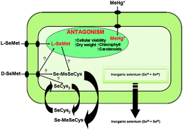Graphical abstract: Antagonistic interaction of selenomethionine enantiomers on methylmercury toxicity in the microalgae Chlorella sorokiniana