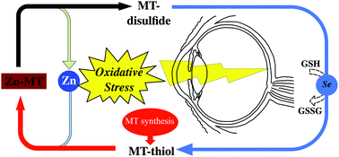 Graphical abstract: Metallothioneins (MTs) in the human eye: a perspective article on the zinc–MT redox cycle