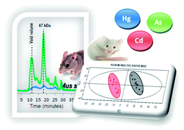 Graphical abstract: Application of metallomic and metabolomic approaches in exposure experiments on laboratory mice for environmental metal toxicity assessment
