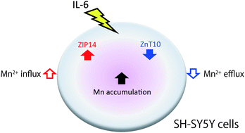 Graphical abstract: Interleukin-6 enhances manganese accumulation in SH-SY5Y cells: implications of the up-regulation of ZIP14 and the down-regulation of ZnT10