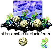 Graphical abstract: A bioinspired hybrid silica–protein material with antimicrobial activity by iron uptake