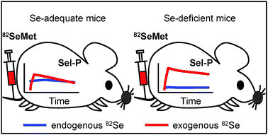 Graphical abstract: Selenium metabolism and excretion in mice after injection of 82Se-enriched selenomethionine