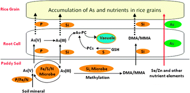 Graphical abstract: Association of arsenic with nutrient elements in rice plants