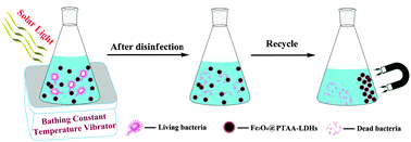 Graphical abstract: Poly-(3-thiopheneacetic acid) coated Fe3O4@LDHs magnetic nanospheres as a photocatalyst for the efficient photocatalytic disinfection of pathogenic bacteria under solar light irradiation
