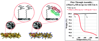 Graphical abstract: Lectin–carbohydrate interactions on nanoporous gold monoliths
