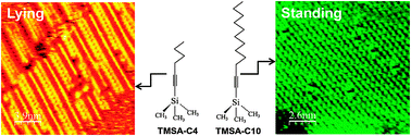 Graphical abstract: Influence of molecular length on the adsorption of linear trimethylsilylacetylene derivatives at the n-tetradecane/Au(111) interface: chemisorption vs. physisorption