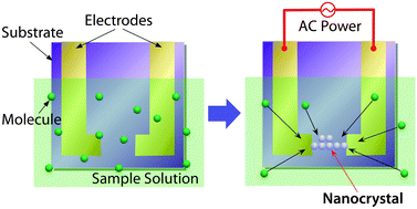 Graphical abstract: Fabrication of sodium phthalocyanine nanocrystals using nanoscale electrocrystallization