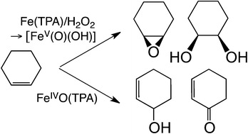 Graphical abstract: Cyclohexene as a substrate probe for the nature of the high-valent iron-oxo oxidant in Fe(TPA)-catalyzed oxidations