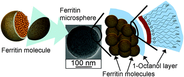 Graphical abstract: Reversible self-assembly of ferritin molecules for fabrication of size controlled microspheres and microrods