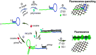 Graphical abstract: A novel label-free fluorescence aptamer-based sensor method for cocaine detection based on isothermal circular strand-displacement amplification and graphene oxide absorption