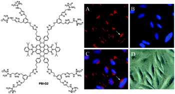 Graphical abstract: Guanidinium-dendronized perylene bisimides as stable, water-soluble fluorophores for live-cell imaging