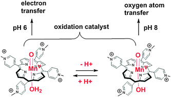 Graphical abstract: The protonation state of trans axial water molecule switches: the reactivity of high-valent manganese-oxo porphyrin