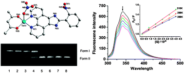 Graphical abstract: Two polypyridyl copper(ii) complexes: synthesis, crystal structure and interaction with DNA and serum protein in vitro
