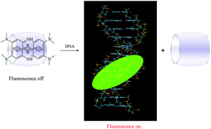 Graphical abstract: Discrimination of DNA from RNA with the host–guest complexes of tricyclic basic dyes and cucurbit[8]uril