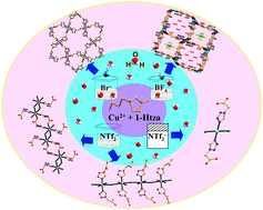 Graphical abstract: Anion-directed self-assembly of Cu(ii) coordination compounds with tetrazole-1-acetic acid: syntheses in ionic liquids and crystal structures