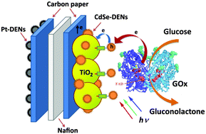 Graphical abstract: Photoelectrochemical biofuel cell with dendrimer-encapsulated CdSe nanoparticles-sensitized titanium dioxide as the photoanode
