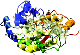 Graphical abstract: The quantum biophysics of the isoniazid adduct NADH binding to its InhA reductase target