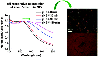 Graphical abstract: A sub 6 nanometer plasmonic gold nanoparticle for pH-responsive near-infrared photothermal cancer therapy