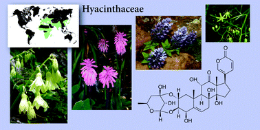 Graphical abstract: The chemistry and biological activity of the Hyacinthaceae
