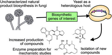 Graphical abstract: Yeast-based genome mining, production and mechanistic studies of the biosynthesis of fungal polyketide and peptide natural products