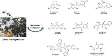 Graphical abstract: UV-protectant metabolites from lichens and their symbiotic partners