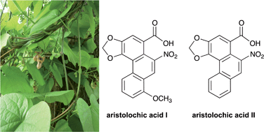 Graphical abstract: Naturally occurring aristolochic acid analogues and their toxicities