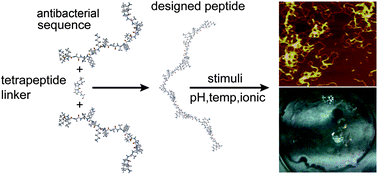 Graphical abstract: Stimuli-responsive self-assembling peptides made from antibacterial peptides