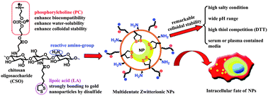 Graphical abstract: Multidentate zwitterionic chitosan oligosaccharide modified gold nanoparticles: stability, biocompatibility and cell interactions