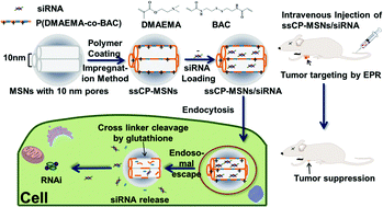 Graphical abstract: Intracellular cleavable poly(2-dimethylaminoethyl methacrylate) functionalized mesoporous silica nanoparticles for efficient siRNA delivery in vitro and in vivo