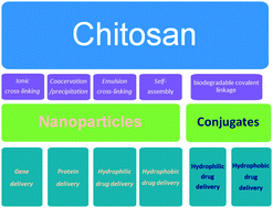 Graphical abstract: Advances in chitosan-based drug delivery vehicles