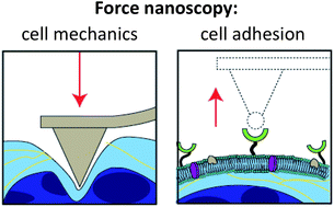 Graphical abstract: Force nanoscopy of cell mechanics and cell adhesion