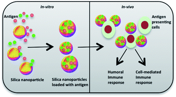 Graphical abstract: Mesoporous silica nanoparticles as antigen carriers and adjuvants for vaccine delivery